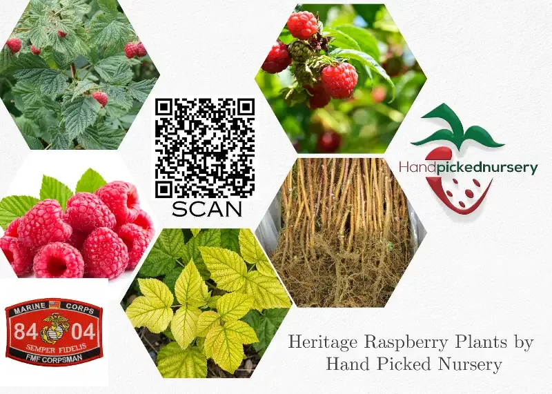 1-dorman-red-raspberry-plant-everbearing-organic-grown-ready-spring-planting 1 Dorman Red – Raspberry Plant – Everbearing – Organic Grown – Ready for Spring Planting