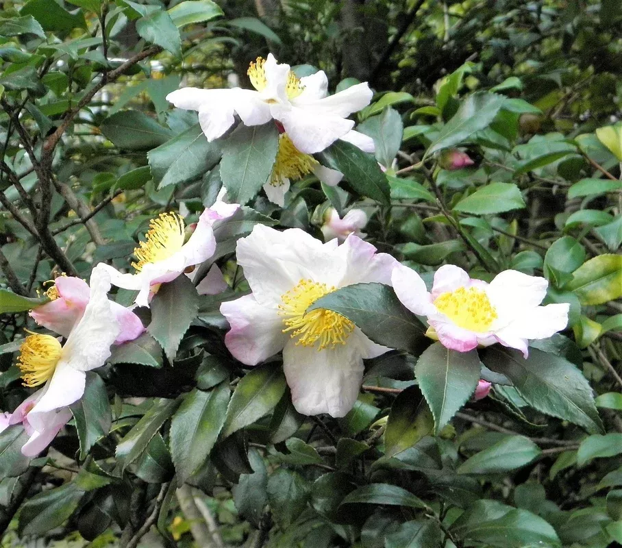 1-lb-bulk-tea-plant-black-green-drinking-tea-camellia-sinensis-tree-shrub-herb-f 1 Lb Bulk TEA PLANT Black & Green Drinking Tea Camellia Sinensis Tree Shrub Herb Flower - Approx 385 Seeds