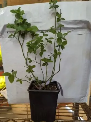 1-sierra-northern-highbush-blueberry-1-gallon-sized-plant-ship-bare-root-10-to-1 1 Sierra Northern Highbush Blueberry, 1 gallon SIZED PLANT Ship Bare Root 10″ to 12″ in size!