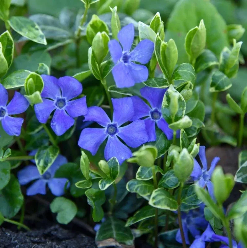 100 Vinca Live Plants – Periwinkle Ground Cover Perennial 6-8 Inch Tall Outdoor