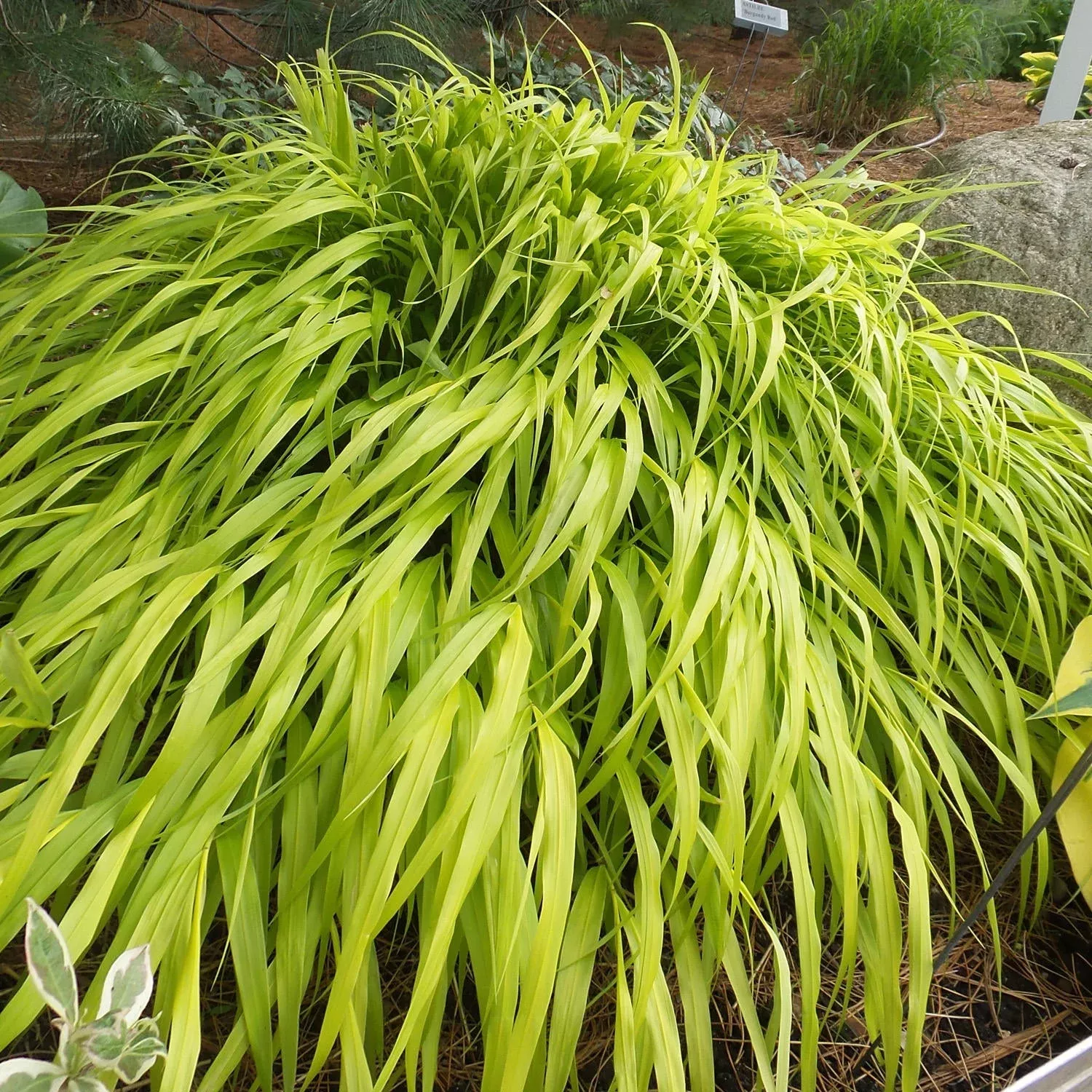 all-gold-japanese-forest-grass-hakonechloa 'All Gold' Japanese Forest Grass (Hakonechloa)