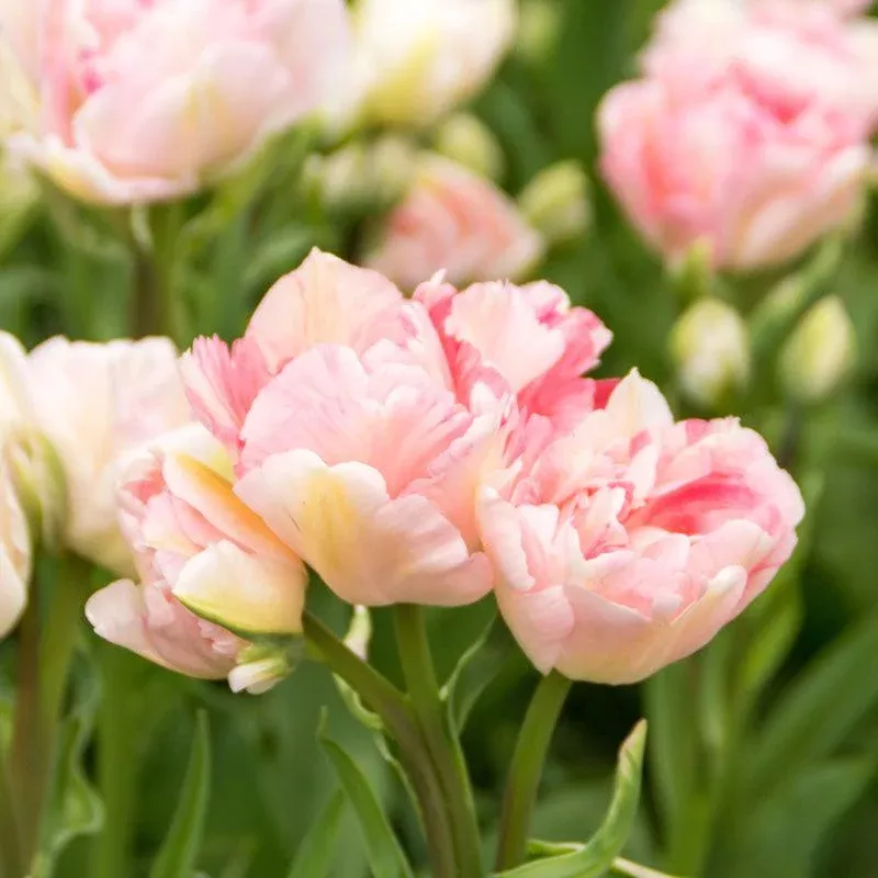 angelique-double-late-tulip-bulbs-pack-8 "Angelique" Double Late Tulip Bulbs (Pack of 8)