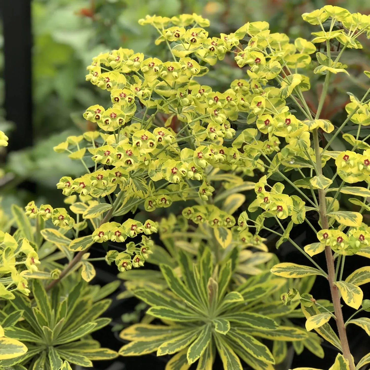 ascot-rainbow-spurge-euphorbia 'Ascot Rainbow' Spurge (Euphorbia)