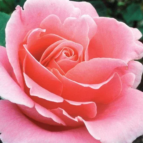 bewitched-hybrid-tea-rose ‘Bewitched’ Hybrid Tea Rose