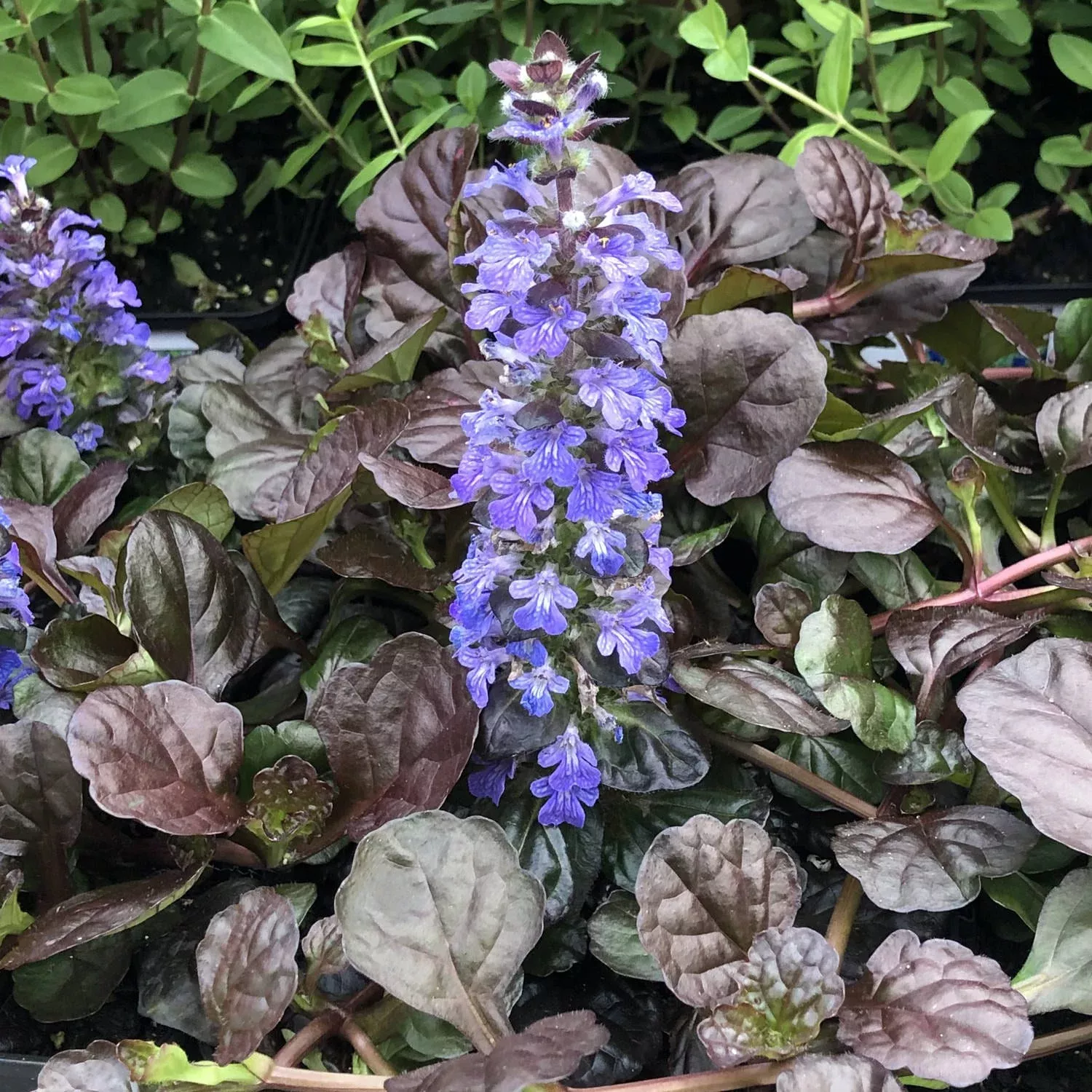 black-scallop-bugleweed-ajuga 'Black Scallop' Bugleweed (Ajuga)