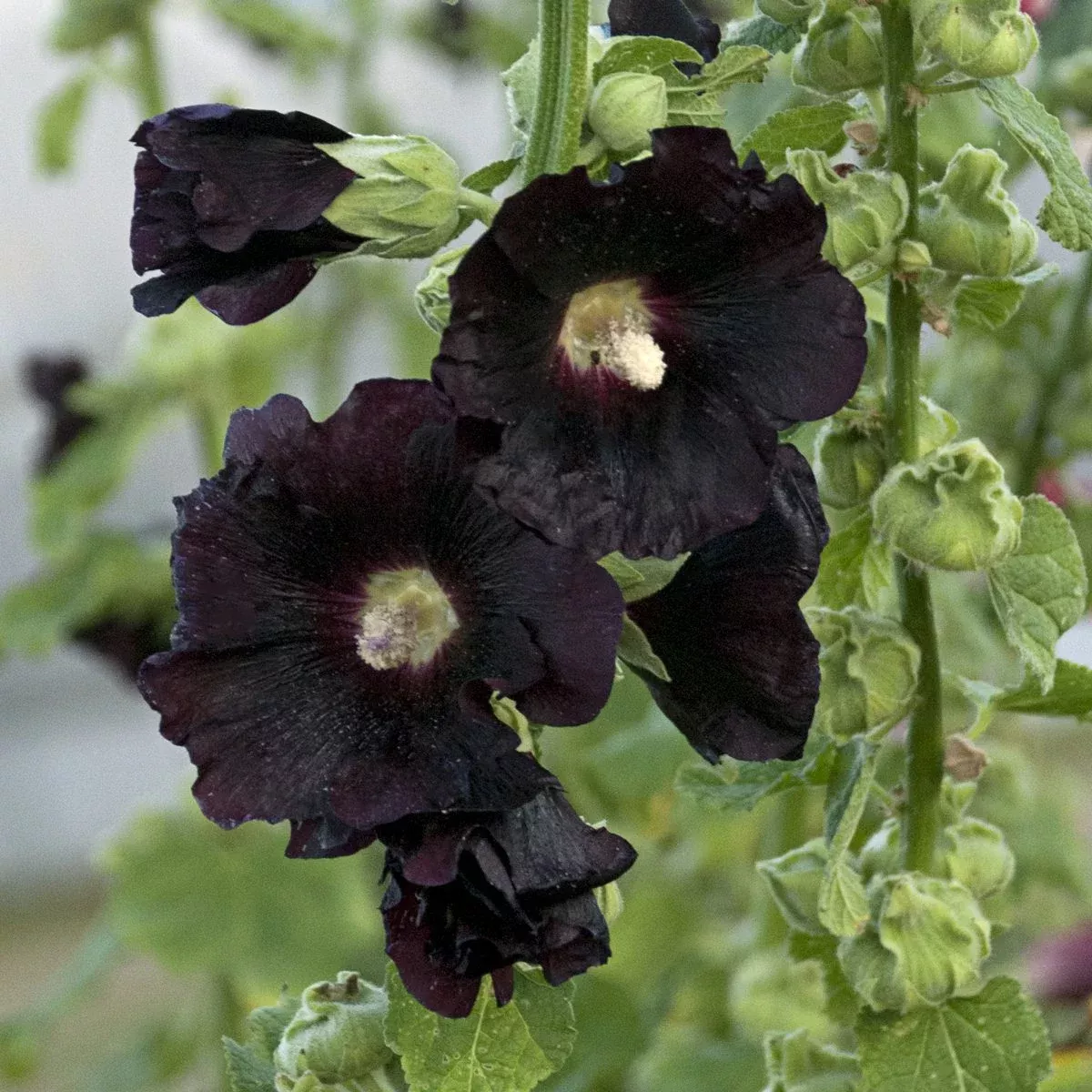 blacknight-hollyhock-alcea 'Blacknight' Hollyhock (Alcea)