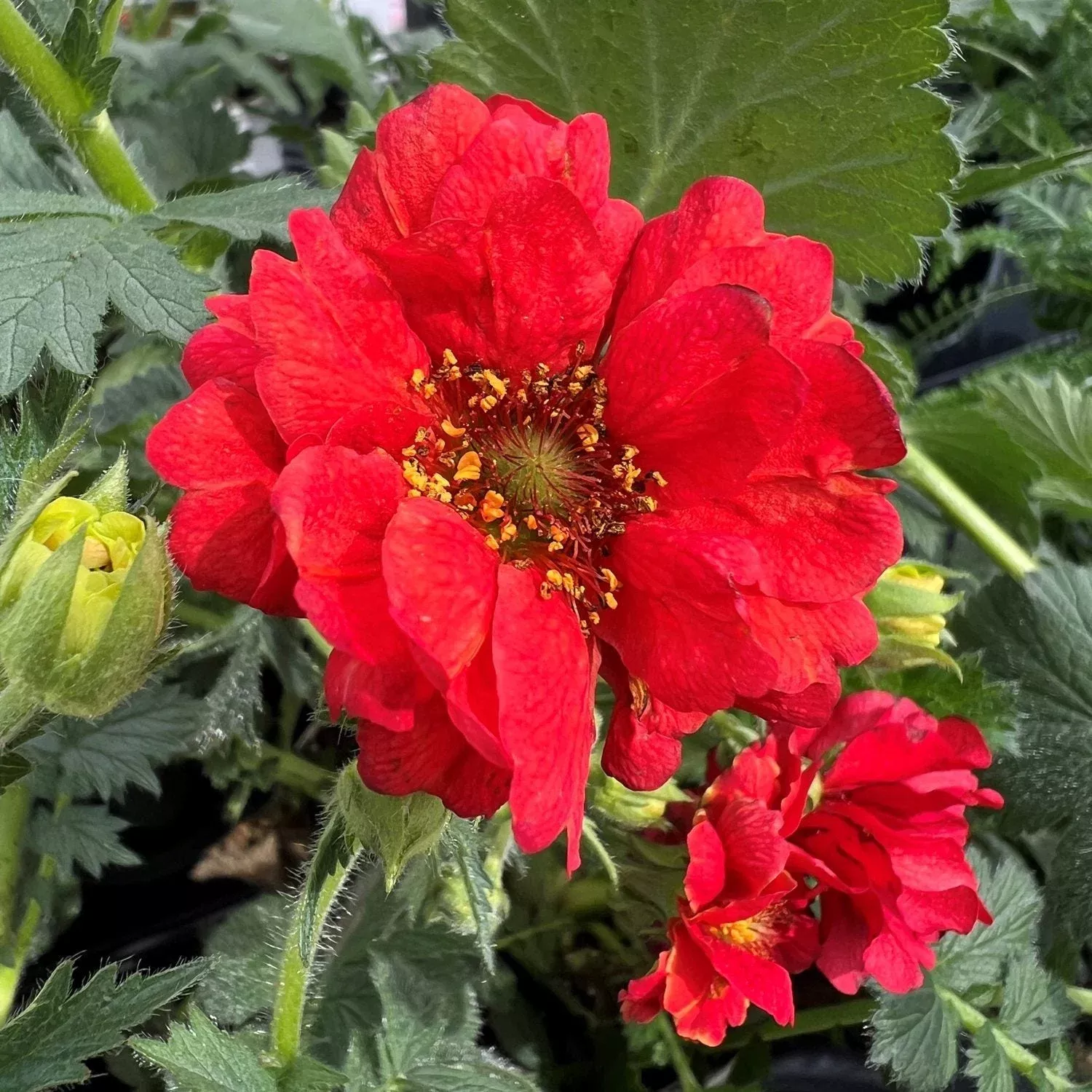 blazing-sunset-avens-geum 'Blazing Sunset' Avens (Geum)