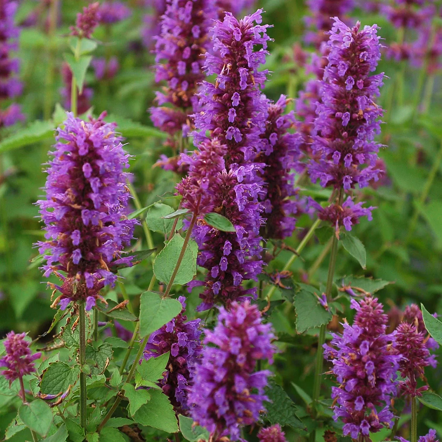 blue-boa-hummingbird-mint-agastache 'Blue Boa' Hummingbird Mint (Agastache)