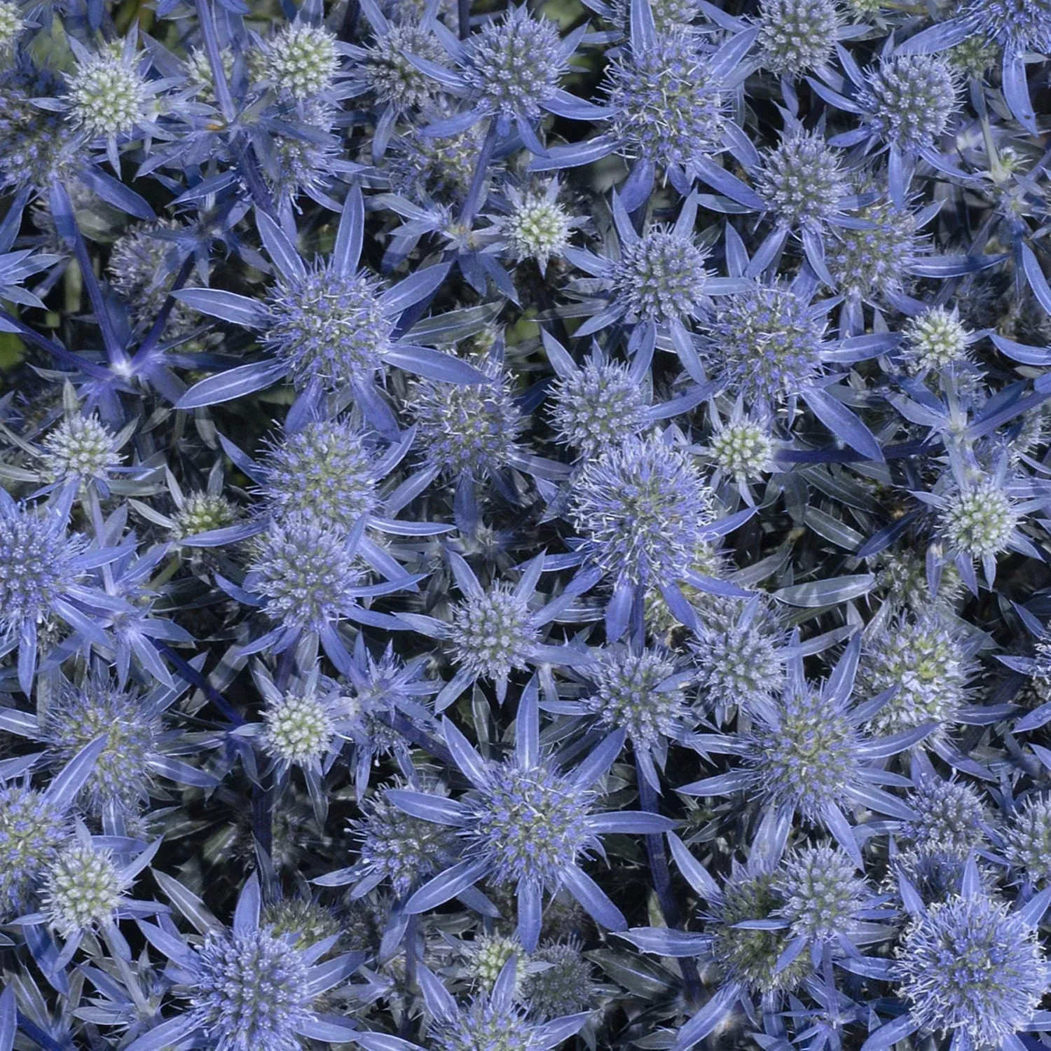blue-glitter-sea-holly-eryngium 'Blue Glitter' Sea Holly (Eryngium)