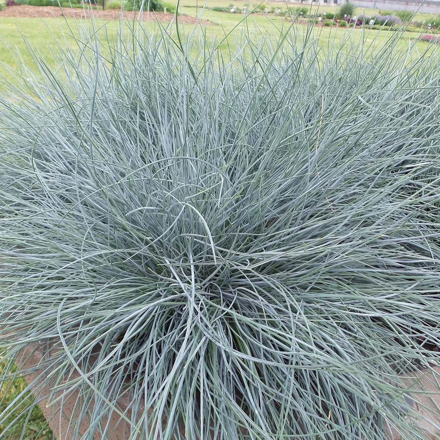 blue-whiskers-blue-fescue-festuca 'Blue Whiskers' Blue Fescue (Festuca)