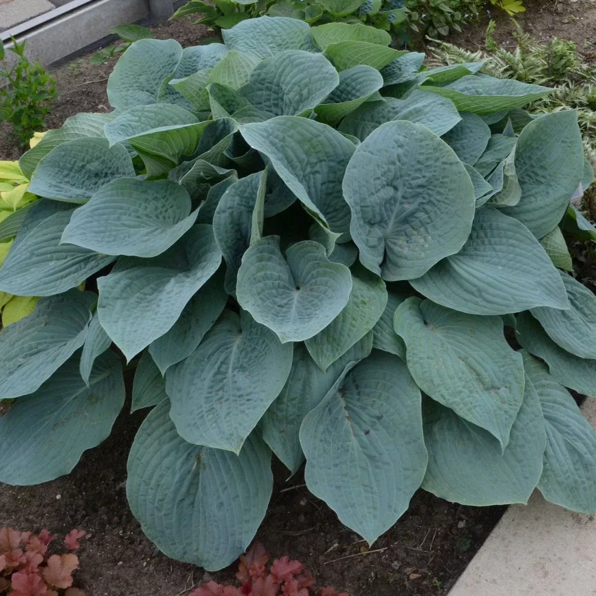 blueberry-muffin-hosta 'Blueberry Muffin' Hosta