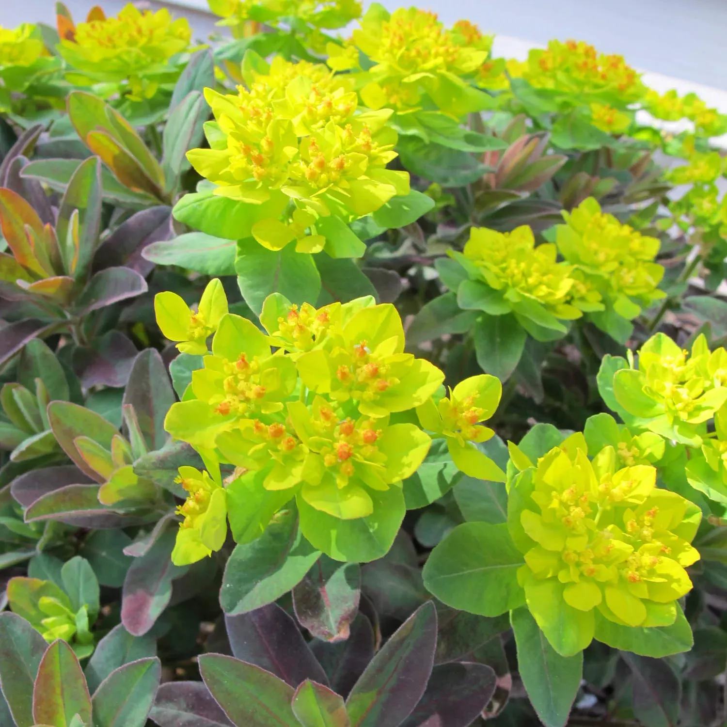 bonfire-spurge-euphorbia 'Bonfire' Spurge (Euphorbia)