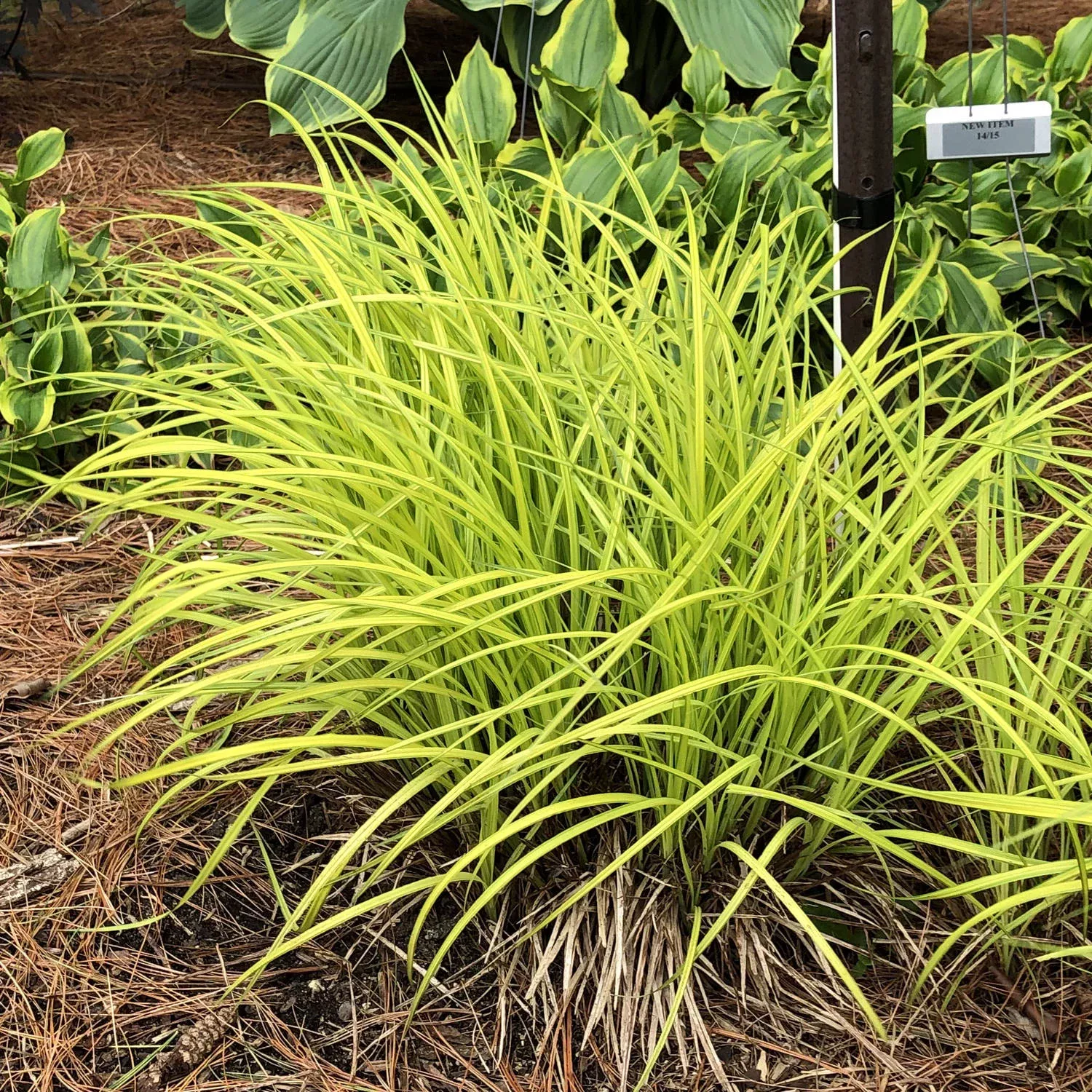 bowles-golden-sedge-carex 'Bowles Golden' Sedge (Carex)