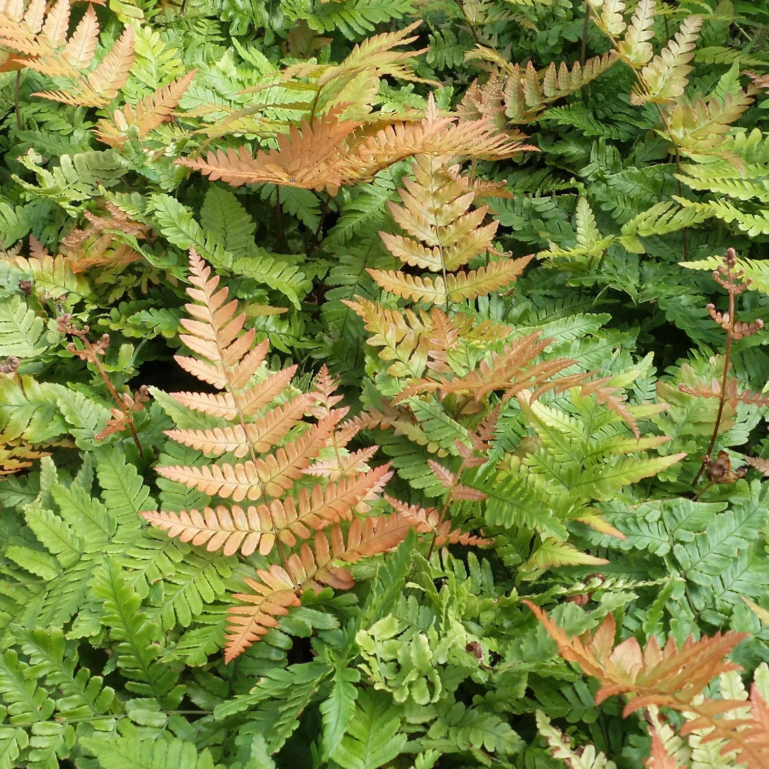 brilliance-autumn-fern-dryopteris 'Brilliance' Autumn Fern (Dryopteris)