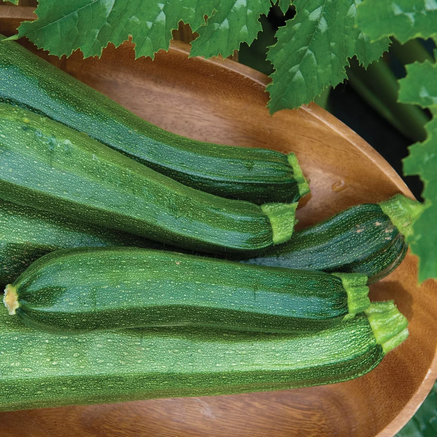 burpee-hybrid-squash-zucchini-cucurbita 'Burpee Hybrid' Squash Zucchini (Cucurbita)