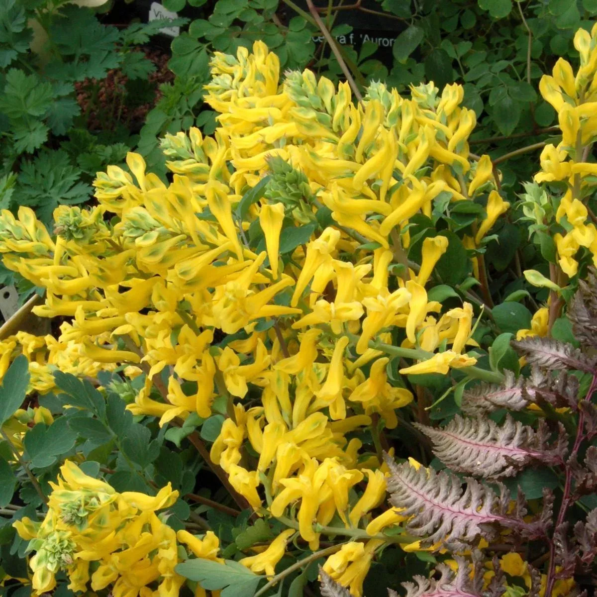 canary-feathers-corydalis 'Canary Feathers' Corydalis