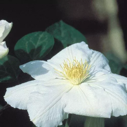 candida-clematis 'Candida' Clematis