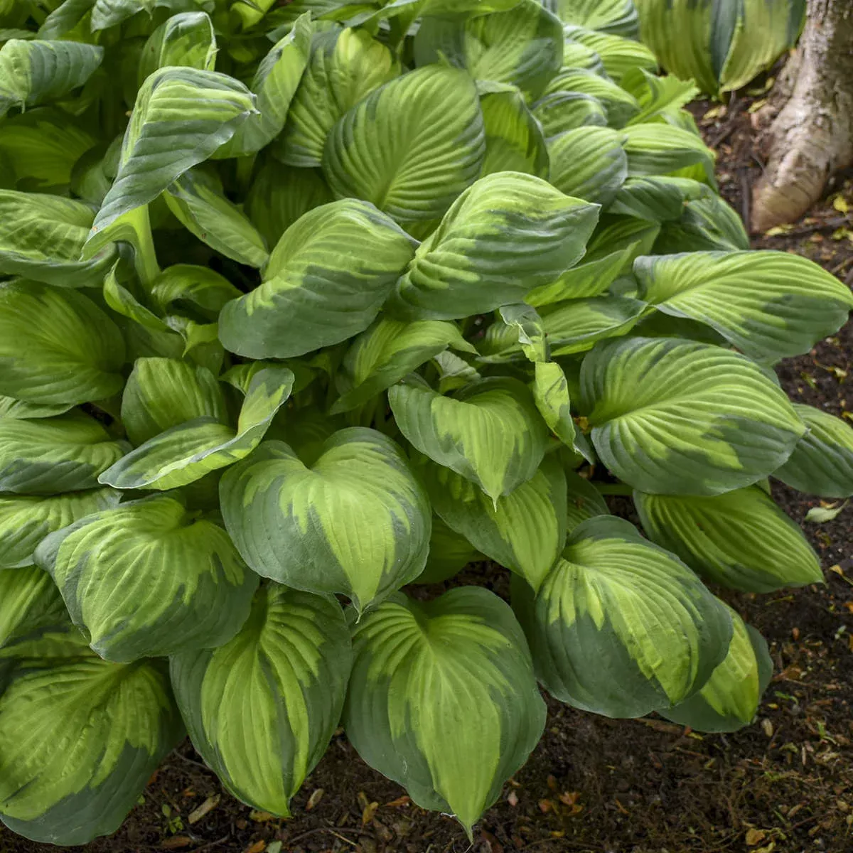 captain-kirk-hosta 'Captain Kirk' Hosta