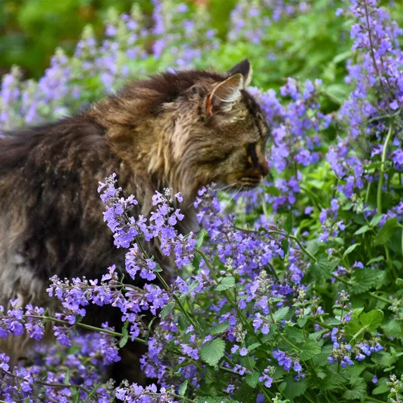 cat-s-meow-catmint-nepeta 'Cat's Meow' Catmint (Nepeta)
