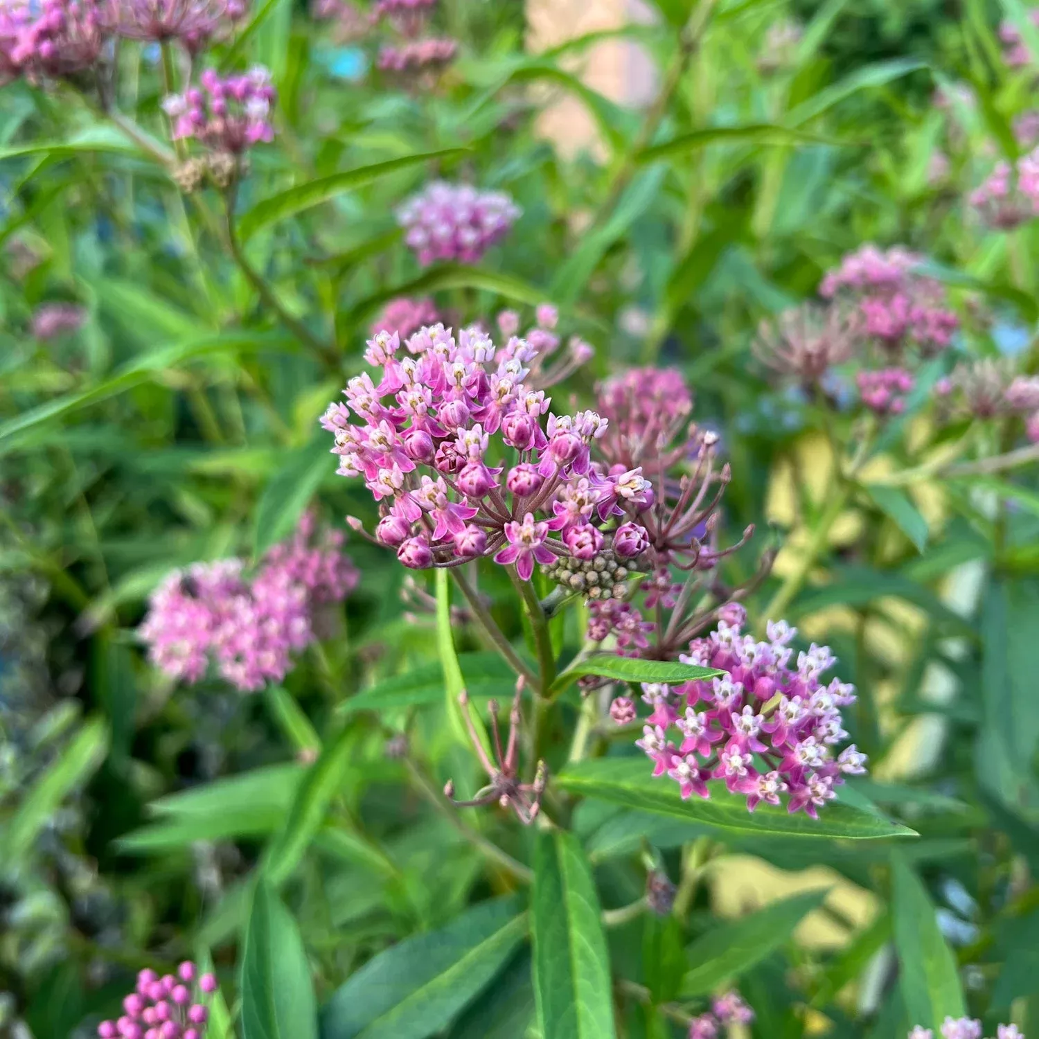 cinderella-milkweed-asclepias 'Cinderella' Milkweed (Asclepias)