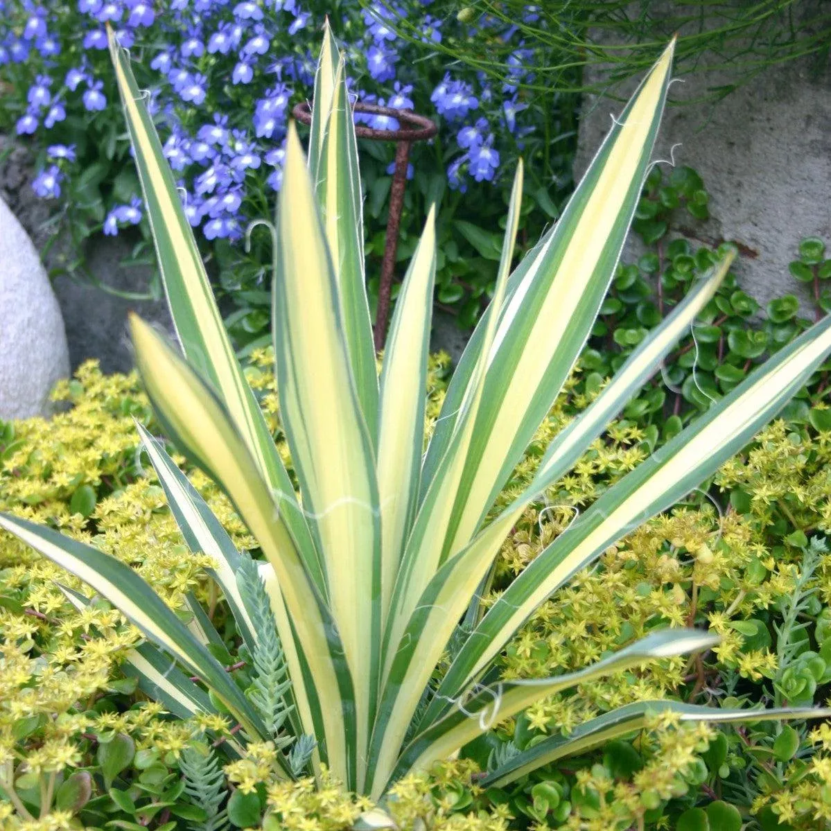 color-guard-adam-s-needle-yucca 'Color Guard' Adam's Needle (Yucca)