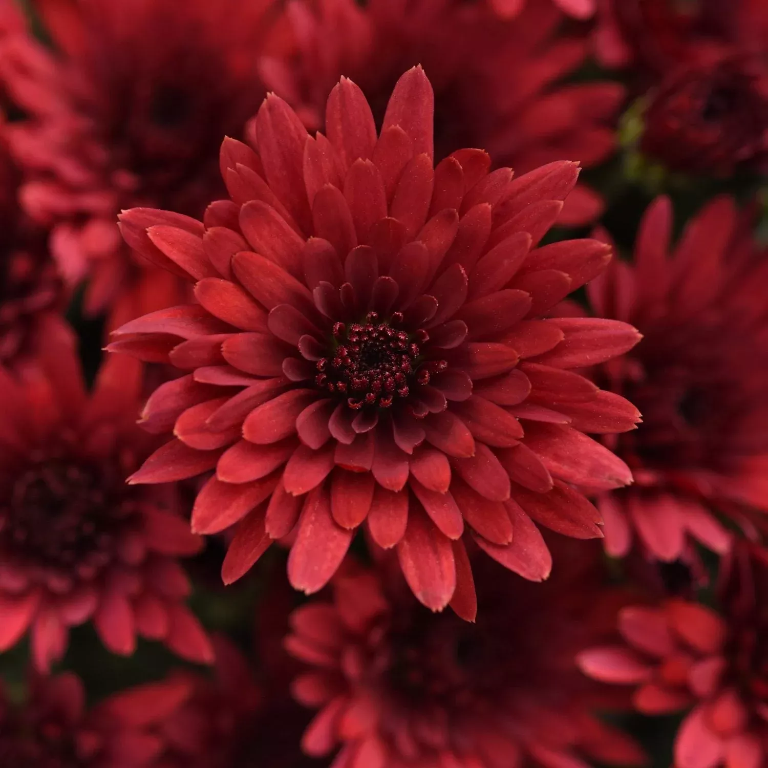 cosmic-fireball-red-garden-mum-chrysanthemum 'Cosmic Fireball Red' Garden Mum (Chrysanthemum)