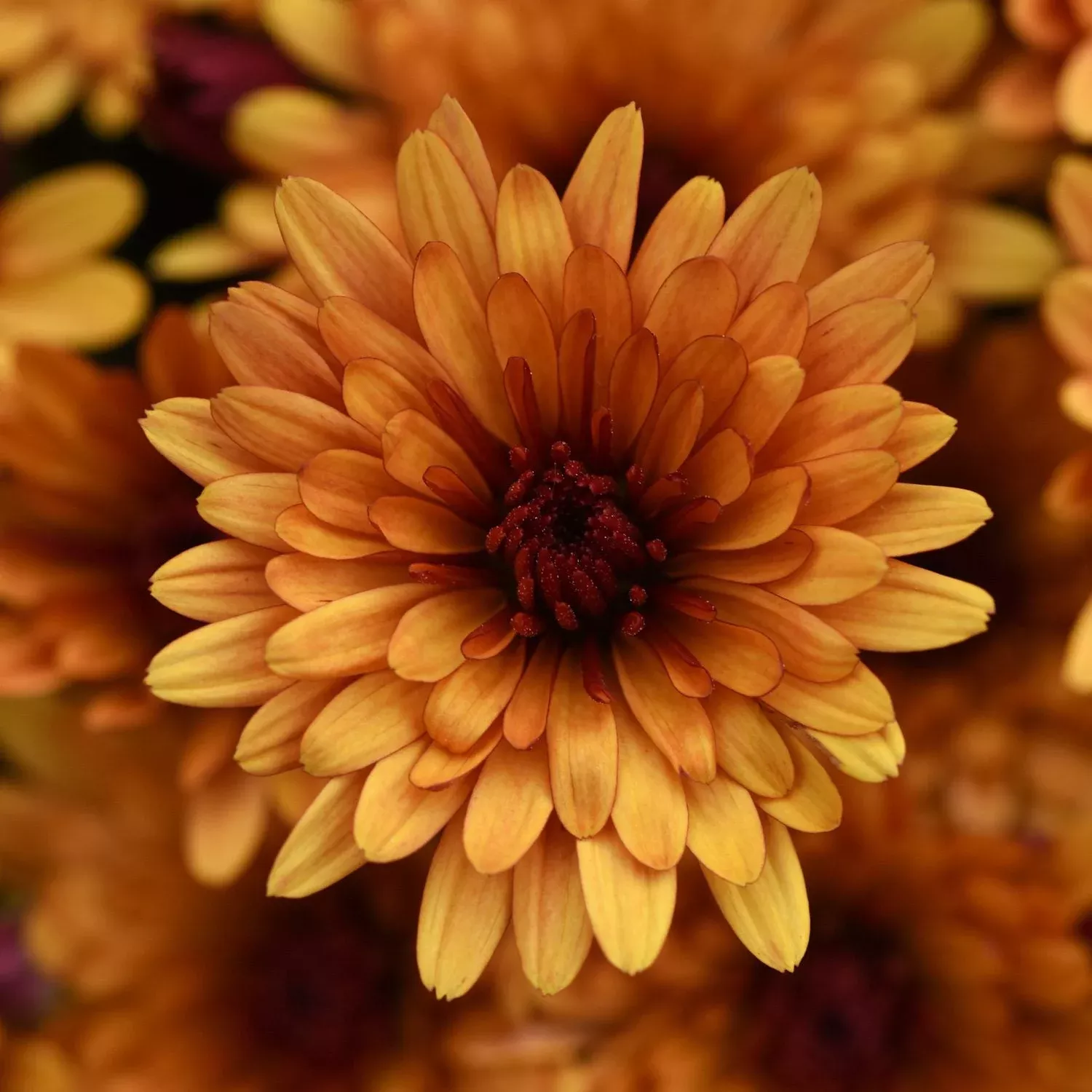 cosmic-meteor-bronze-garden-mum-chrysanthemum 'Cosmic Meteor Bronze' Garden Mum (Chrysanthemum)
