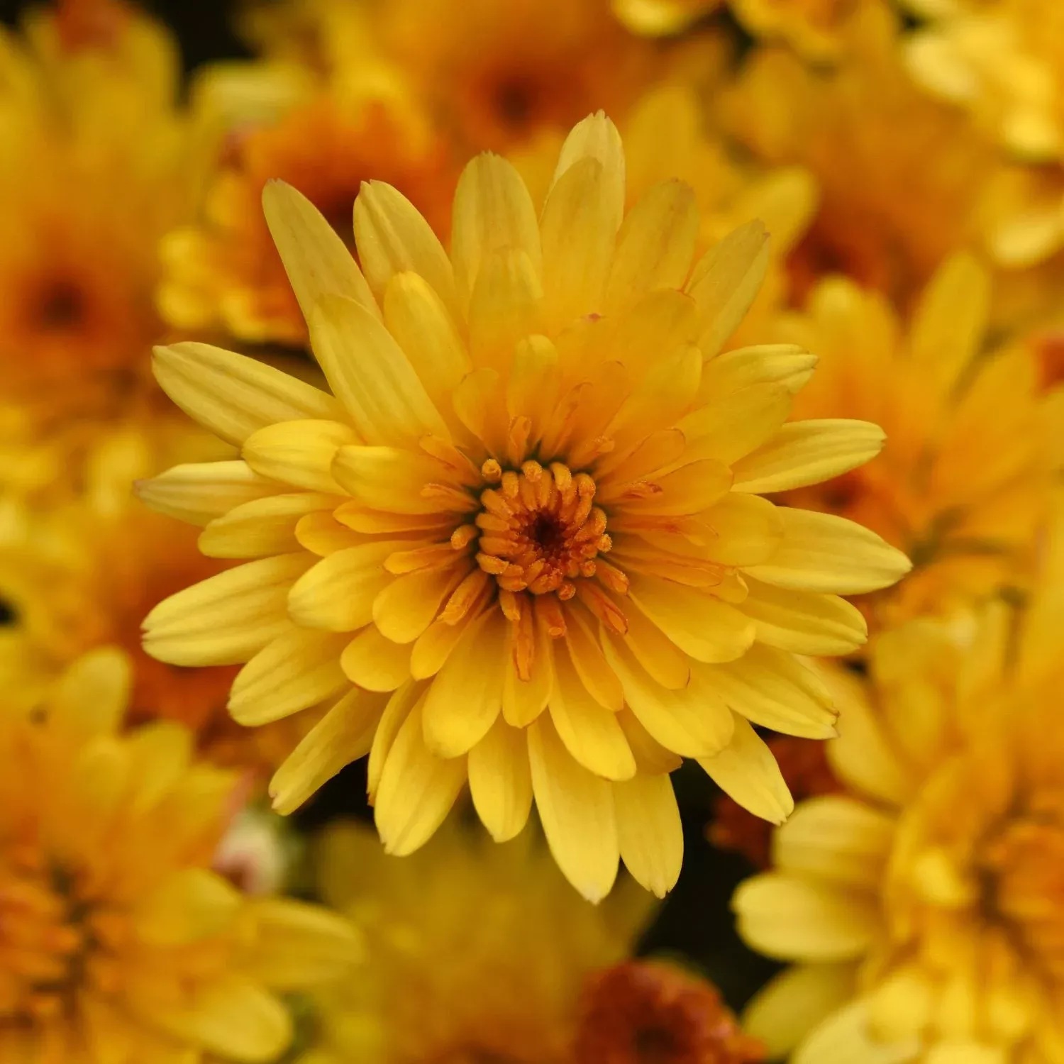 cosmic-solar-yellow-garden-mum-chrysanthemum 'Cosmic Solar Yellow' Garden Mum (Chrysanthemum)