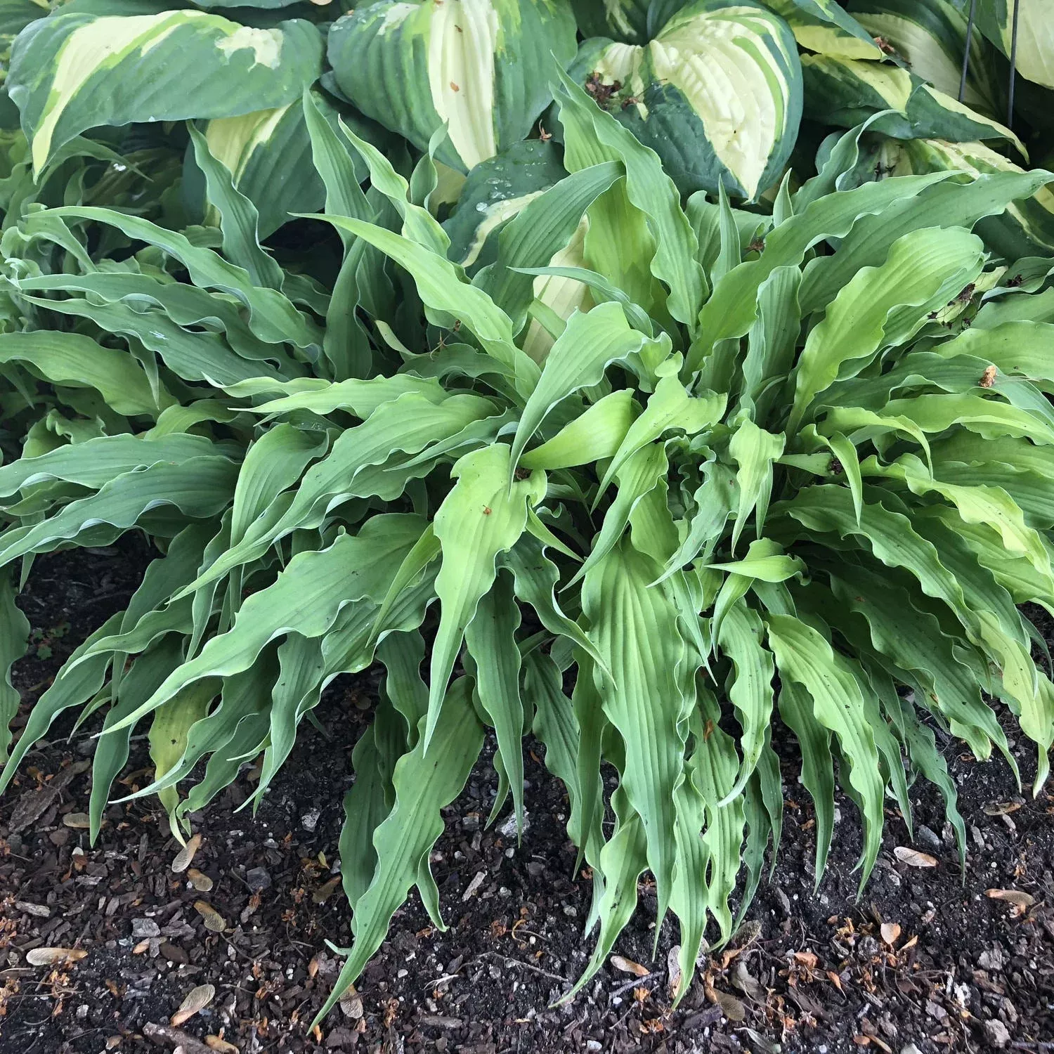 curly-fries-hosta 'Curly Fries' Hosta