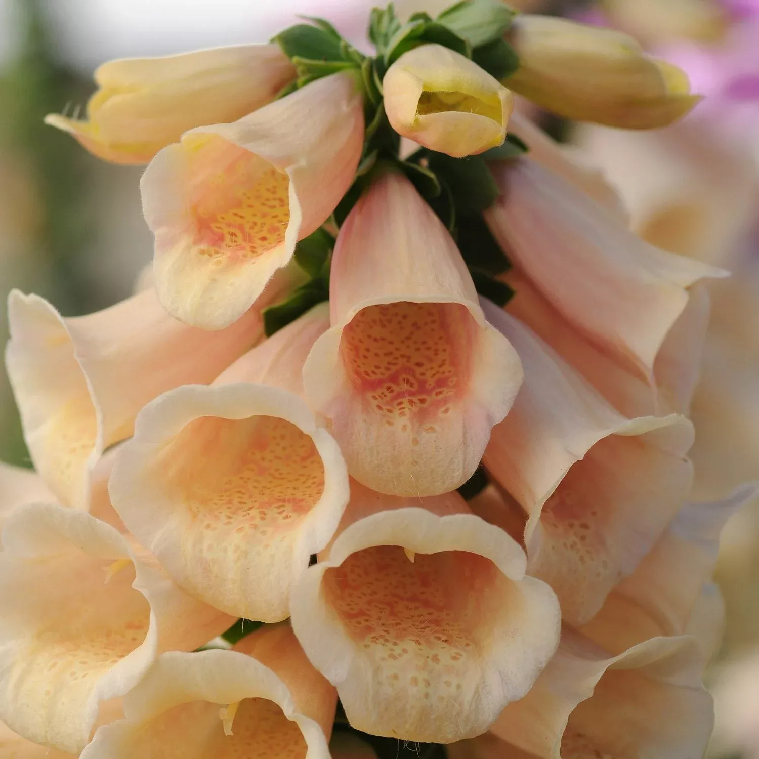 dalmatian-peach-foxglove-digitalis 'Dalmatian Peach' Foxglove (Digitalis)