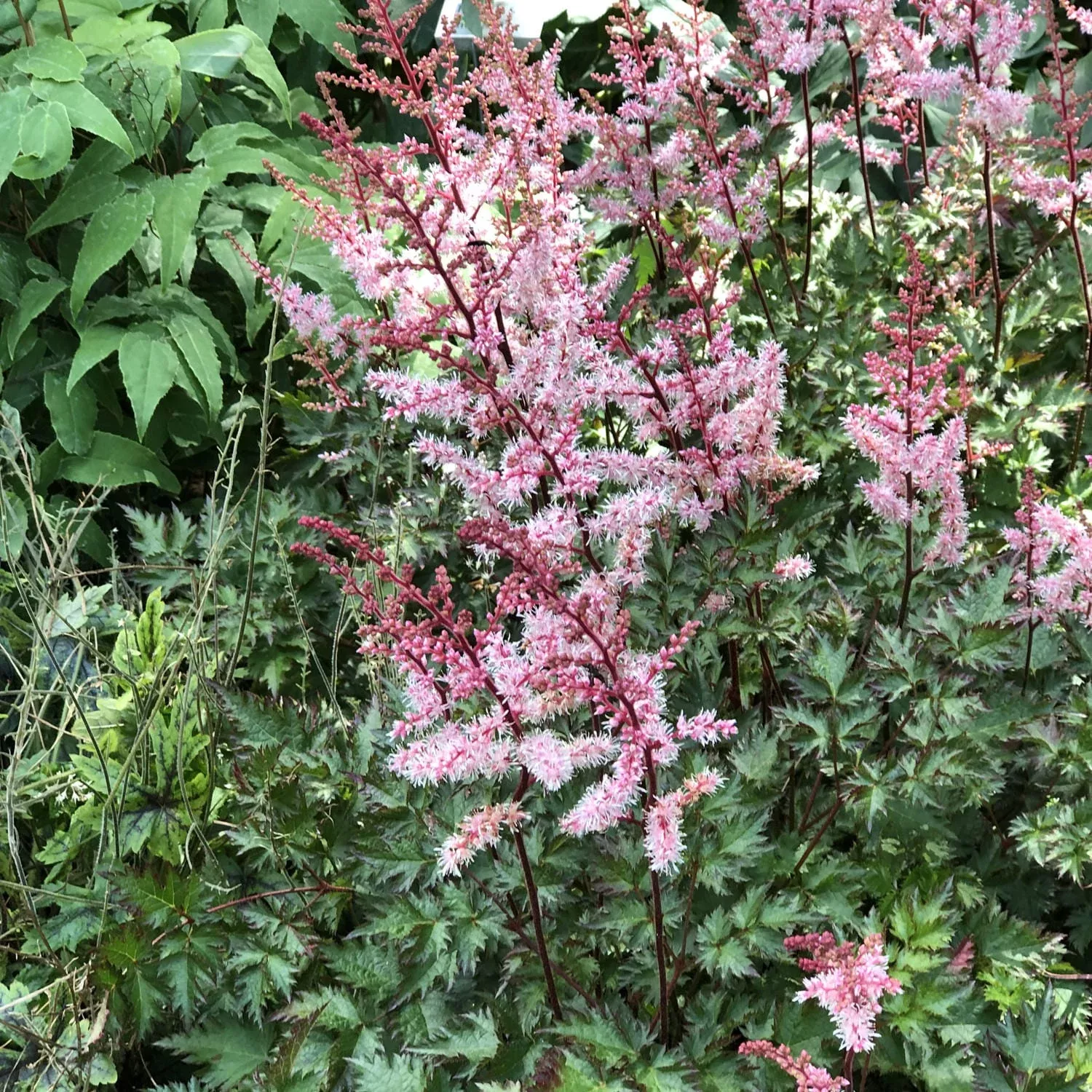 delft-lace-japanese-astilbe 'Delft Lace' Japanese Astilbe