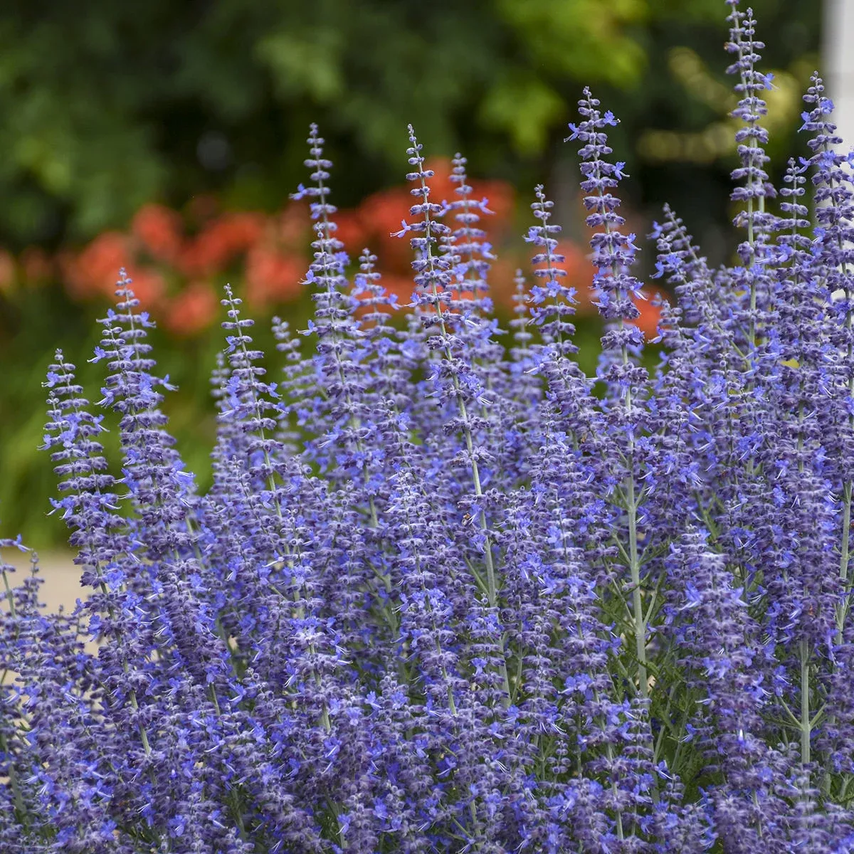 denim-n-lace-russian-sage-perovskia 'Denim 'n Lace' Russian Sage (Perovskia)
