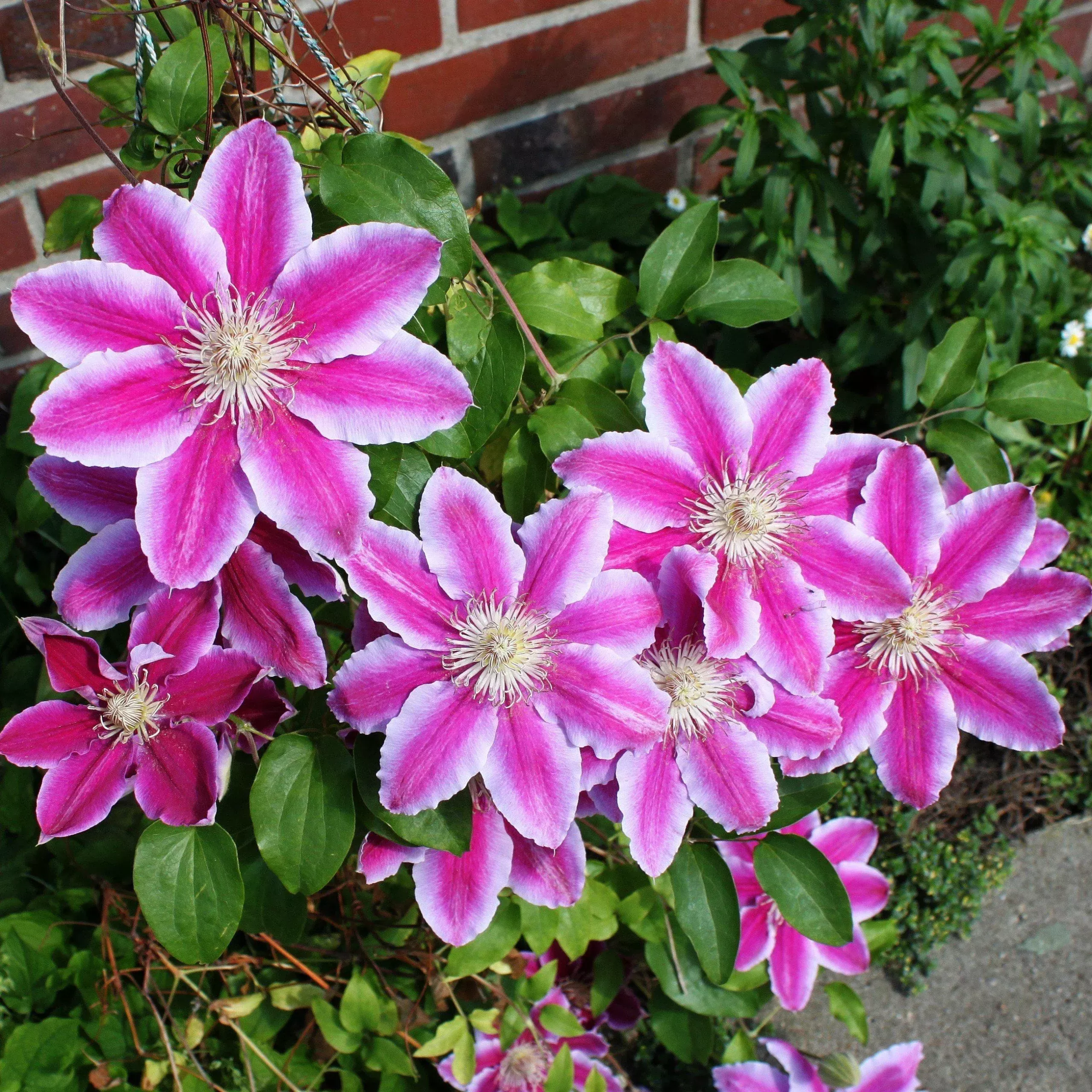 dr-ruppel-clematis 'Dr. Ruppel' Clematis