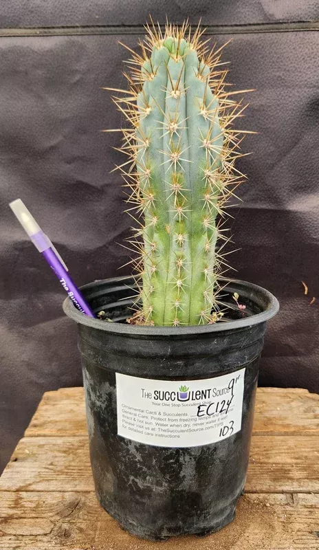 ec124-exact-browningia-hertlingiana-cactus-specimen-9 #EC124 EXACT Browningia Hertlingiana Cactus specimen 9″