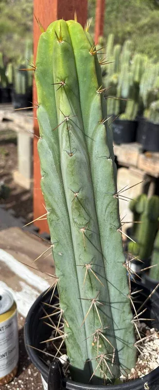 ec211-exact-trichocereus-bridgesii-dre-drop-cactus-14-5 #EC211 EXACT Trichocereus Bridgesii DRE Drop Cactus 14.5”