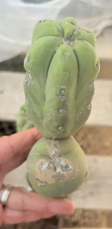 ec246-exact-trichocereus-bridgesii-jiimz-twin-spine-long-cactus-cuttings #EC246 EXACT Trichocereus Bridgesii Jiimz Twin Spine LONG Cactus Cuttings