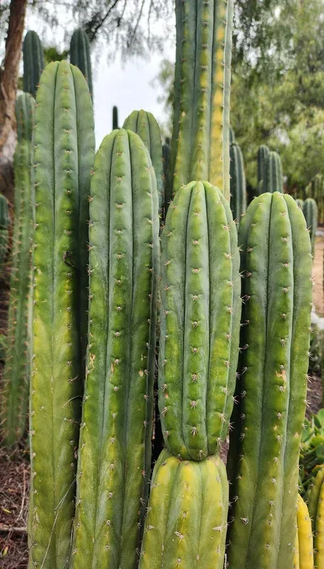 ec323-exact-trichocereus-pachanoi-tpqc-cactus-cuttings #EC323 EXACT Trichocereus Pachanoi TPQC Cactus Cuttings