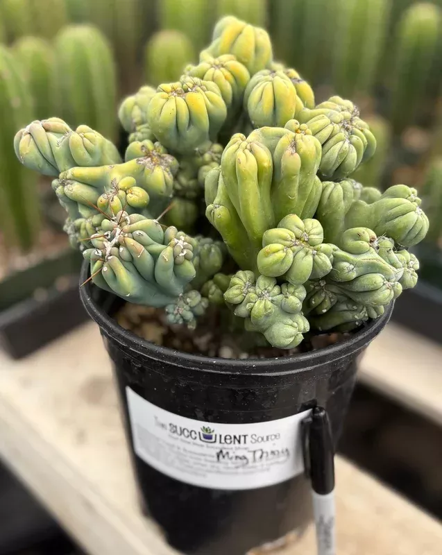 ec398-exact-cereus-forbesii-monstrose-ming-thing-cactus-potted-in-1-gallon #EC398 EXACT Cereus Forbesii Monstrose Ming Thing Cactus potted in 1 gallon