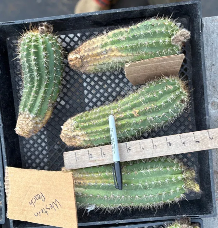 ec94-trichocereus-grandiflorus-hybrid-western-peach-cutting #EC94 Trichocereus Grandiflorus Hybrid Western Peach Cutting