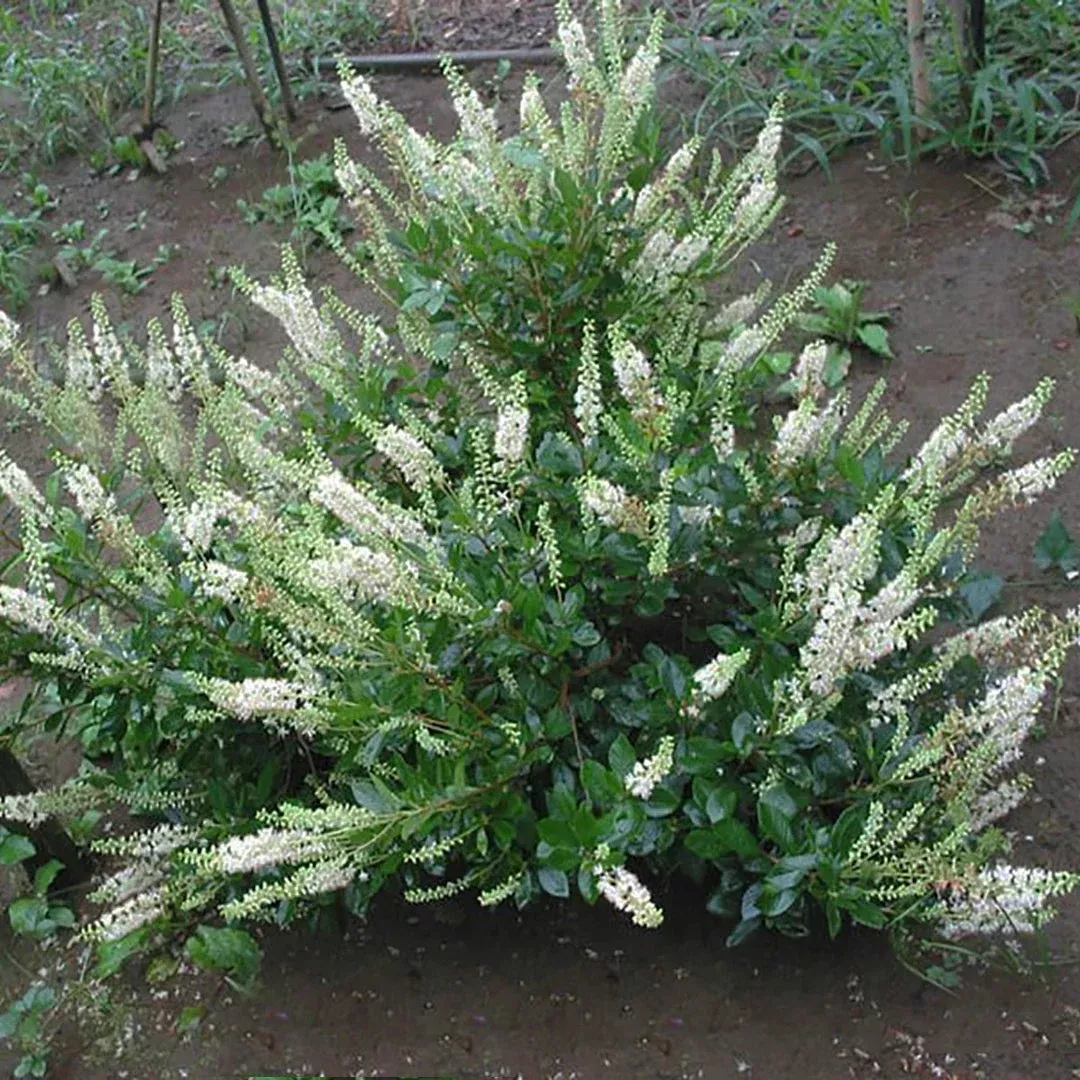 einstein-summersweet-clethra Einstein Summersweet Clethra