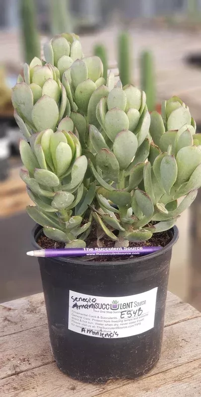 es48-exact-senecio-amaniensis-amani-succulent-1-gallon #ES48 EXACT Senecio Amaniensis Amani Succulent 1 gallon