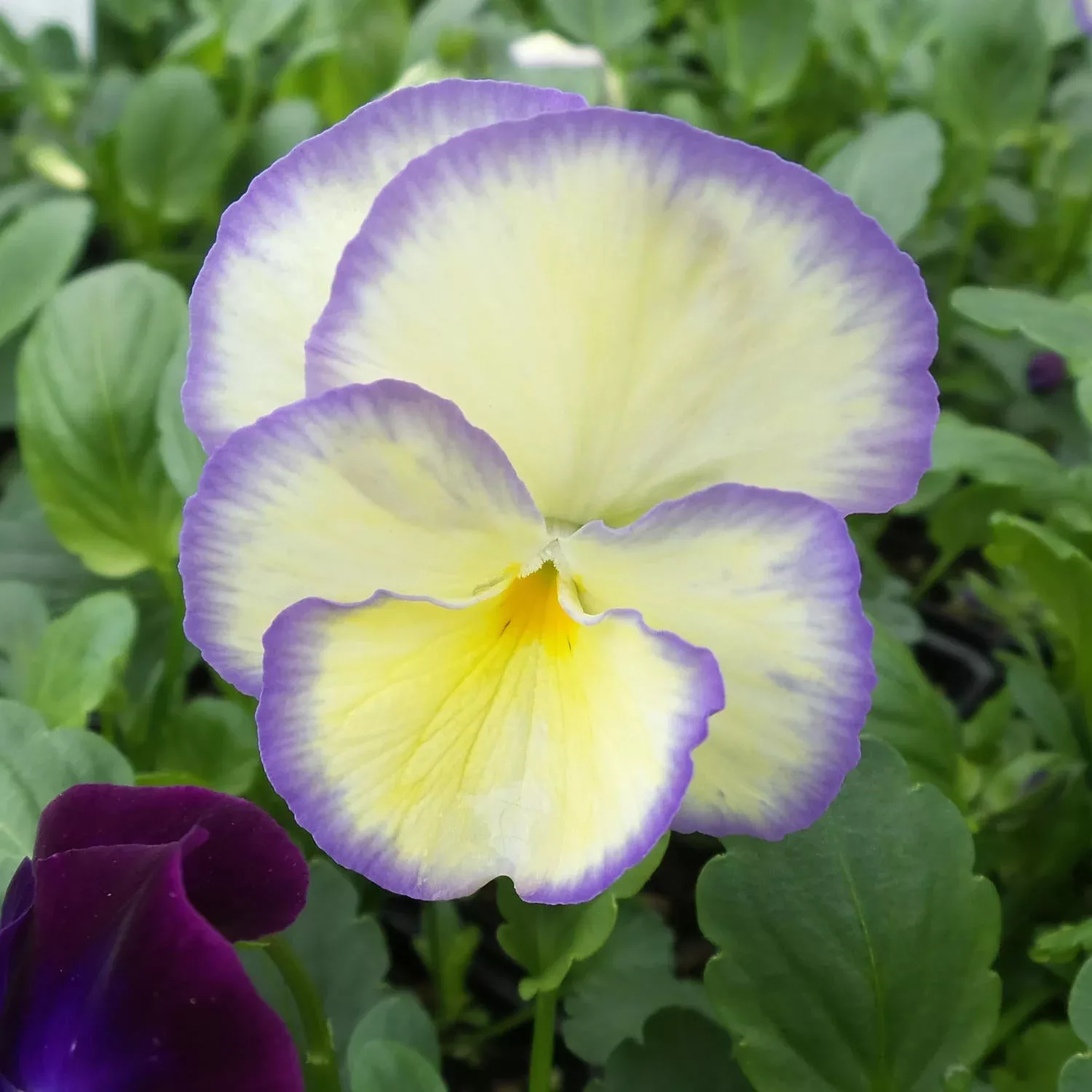 etain-perennial-violet-viola 'Etain' Perennial Violet (Viola)