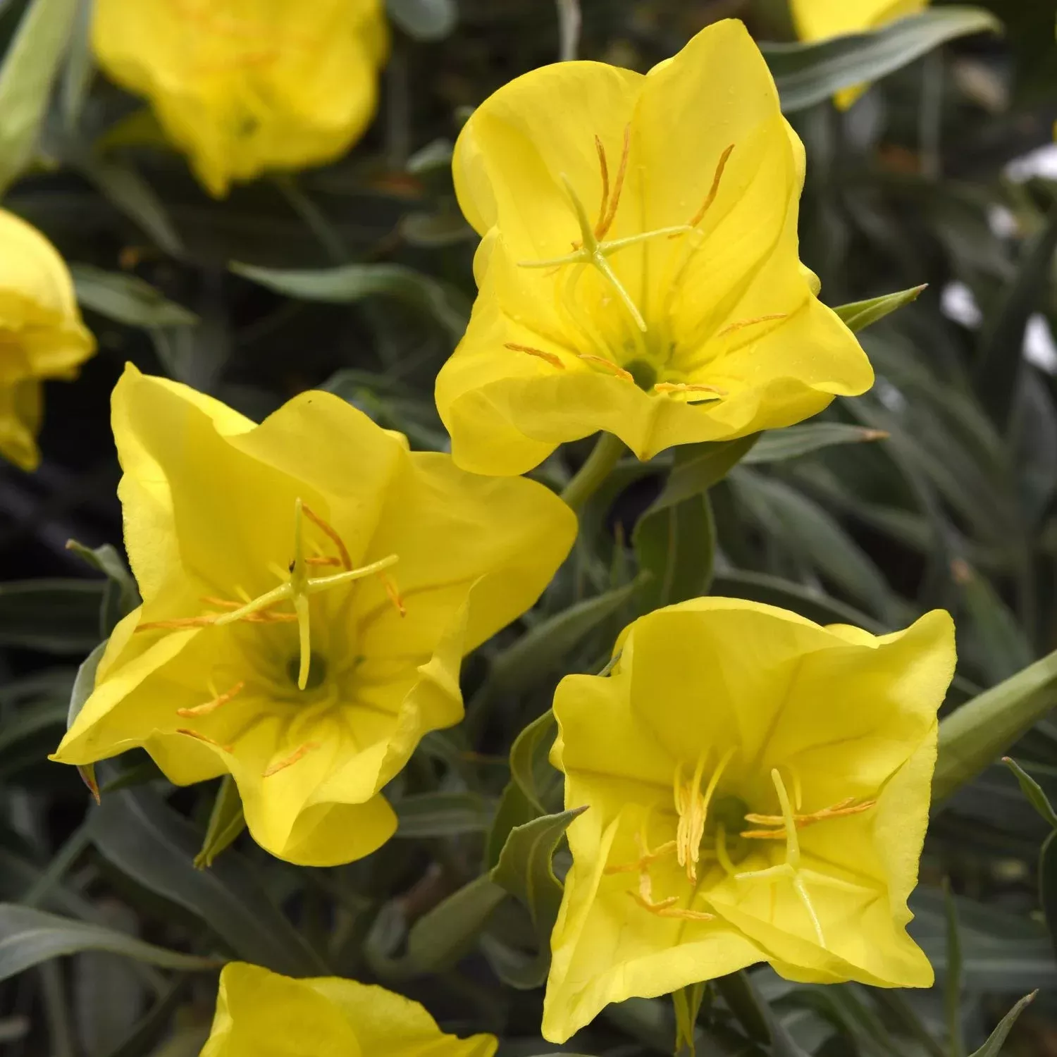 evening-sun-missouri-evening-primrose-oenothera 'Evening Sun' Missouri Evening Primrose (Oenothera)