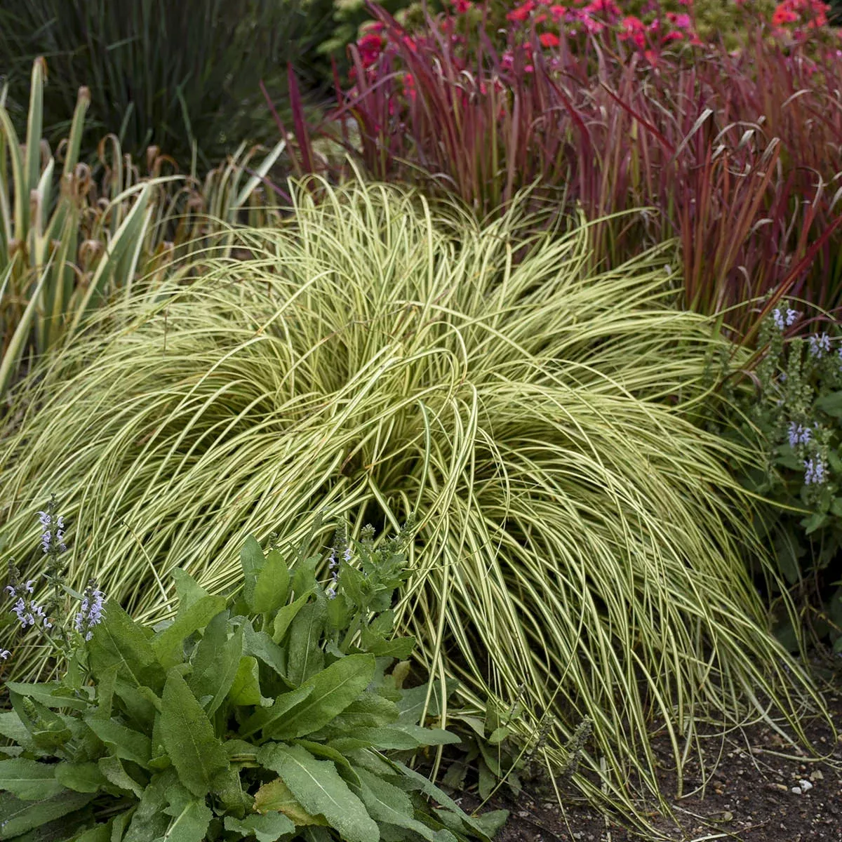 evergold-sedge-carex 'Evergold' Sedge (Carex)