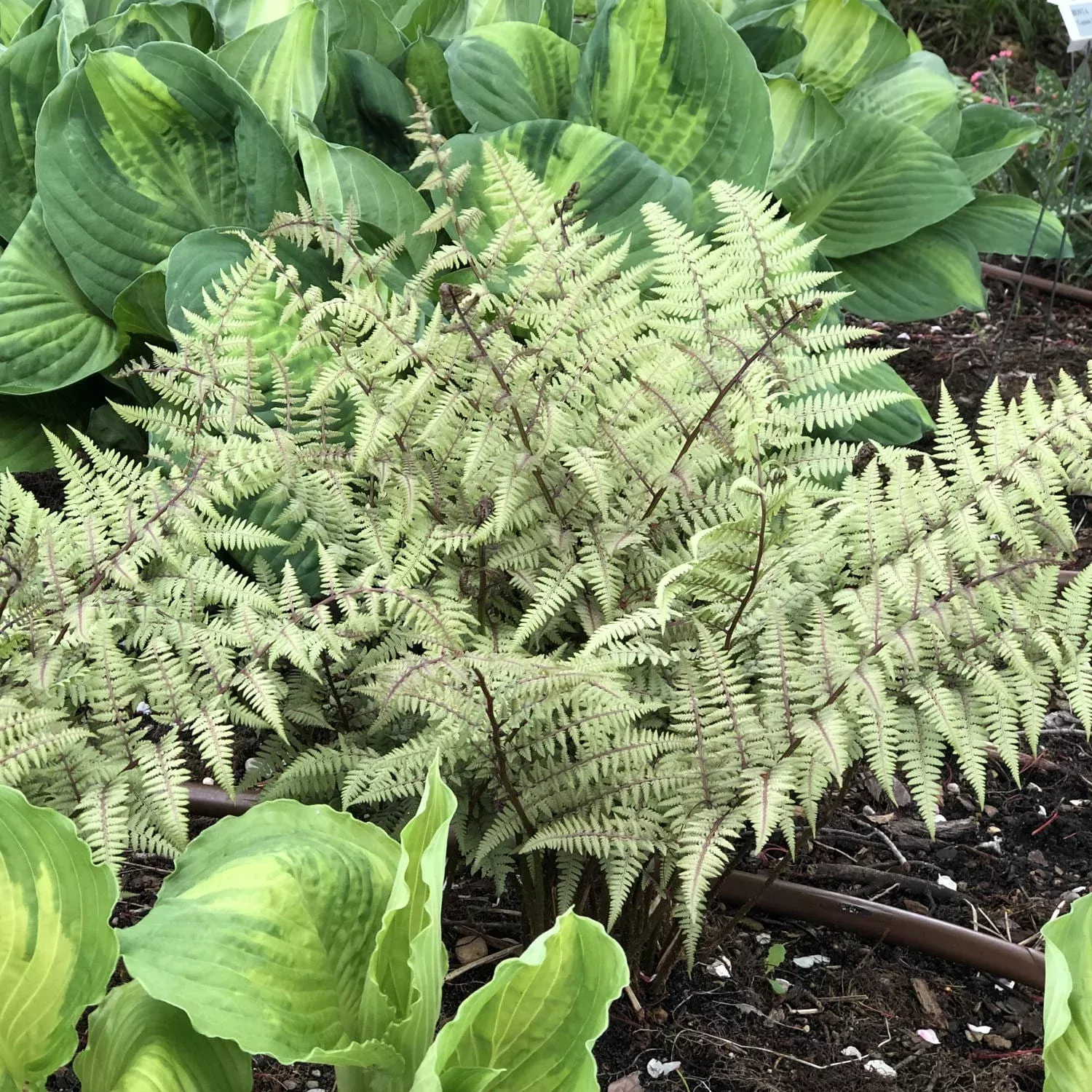 ghost-ghost-fern-athyrium 'Ghost' Ghost Fern (Athyrium)
