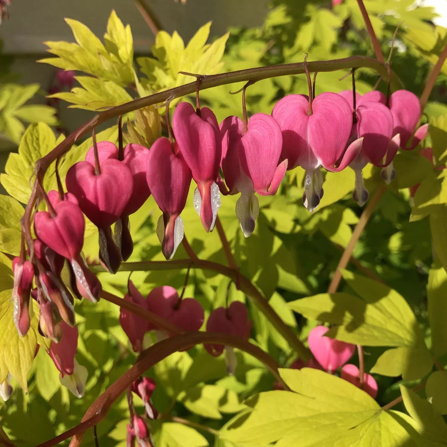 gold-heart-bleeding-heart-dicentra 'Gold Heart' Bleeding Heart (Dicentra)