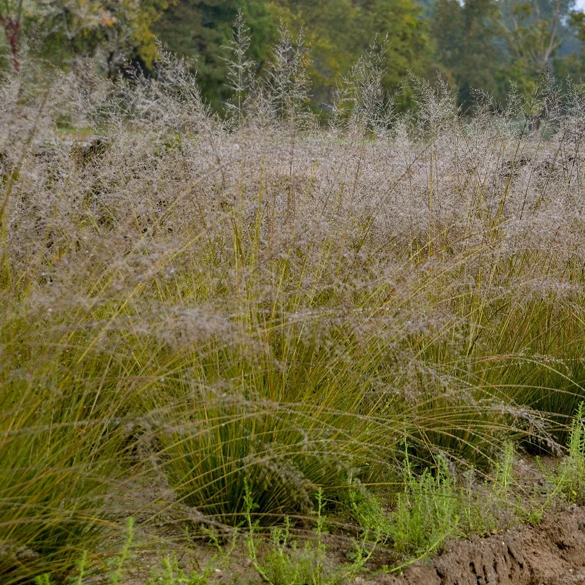 gone-with-wind-prairie-dropseed-sporobolus 'Gone With the Wind' Prairie Dropseed (Sporobolus)