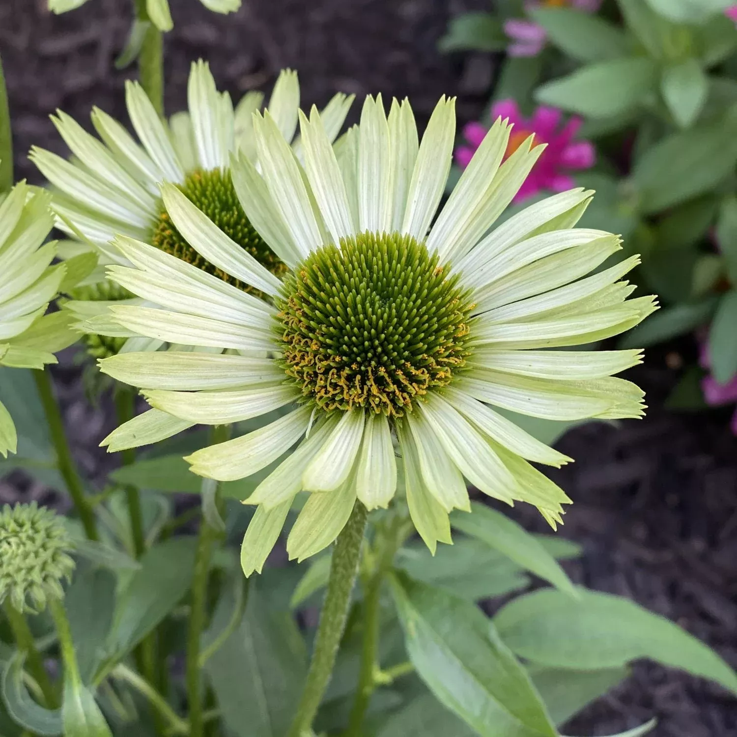 green-jewel-coneflower-echinacea 'Green Jewel' Coneflower (Echinacea)
