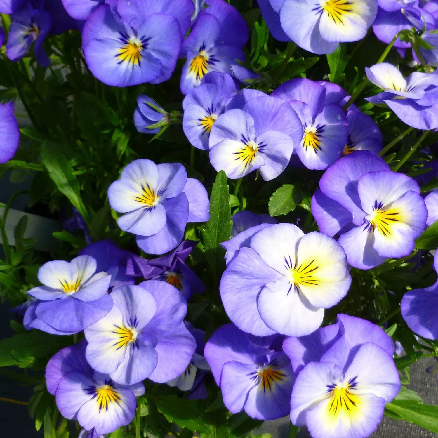 halo-sky-blue-perennial-violet-viola 'Halo Sky Blue' Perennial Violet (Viola)