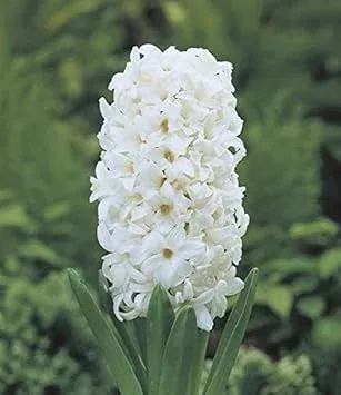 hyazinthen-orientalische-blumensamen-zum-pflanzen-pflegeleicht-erbst-ck-und-gvo- Hyazinthen Orientalische Blumensamen zum Pflanzen – Pflegeleicht, Erbstück- und GVO-freie Samen für den Hausgarten
